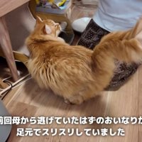 足にすり寄ってくる猫