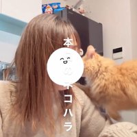 肩に前足をかける猫