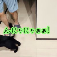 お父さんの前に飛び出す黒猫
