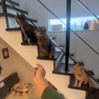 画面左上を見つめる3匹の猫