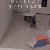 箱に入る猫