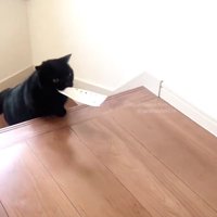 階段を上る黒猫