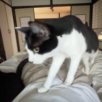 布団で寝る飼い主の体の上を歩く白黒猫