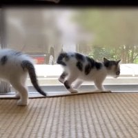 窓の外を見る2匹の子猫