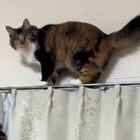 カーテンレールの上でカメラ目線の猫