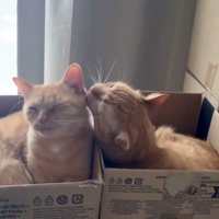 グルーミングする2匹の猫