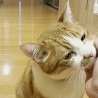頬をなでなで