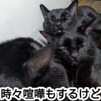 目を細める猫