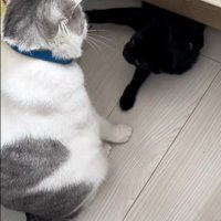 ベッドの下に隠れている猫とそれを見ている猫