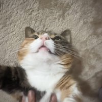 ママに胸を撫でられるマンチカン
