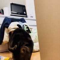 おやつを食べるアメリカンショートヘア