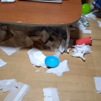 ティッシュが散乱する部屋