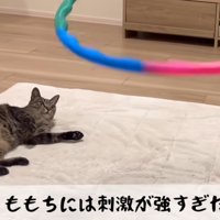 フラフープを見つめる猫
