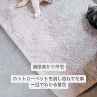 カーペットで眠る猫