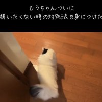 投稿主さんに呼ばれるマンチカン