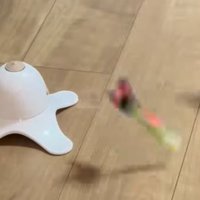 猫と電動オモチャ