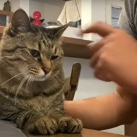 飼い主に甘える猫