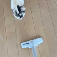 掃除機を追いかける三毛猫