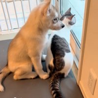 同じポーズの2匹
