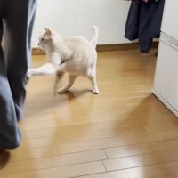 男の子の下半身（後ろ姿）と、男の子の右膝裏にパンチを繰り出す猫ちゃん