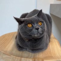 おててないないする猫