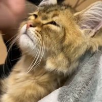 横向きのしょぼしょぼした顔の猫1