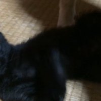 カメラ目線の子猫