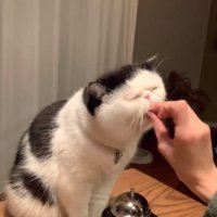 おやつを食べる猫