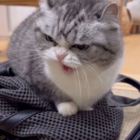 飼い主に威嚇する猫