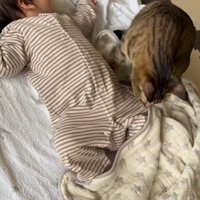 お布団がずれた赤ちゃんと猫