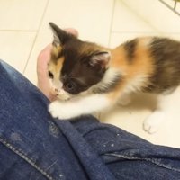 保護主さんのそばにやってきた妹猫