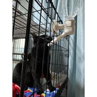 水を飲む猫