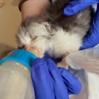 哺乳瓶でミルクを飲む子猫