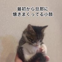 片手に収まった猫