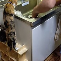 身を乗り出す猫