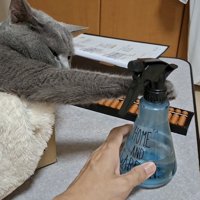 ボトルを触る猫の写真3