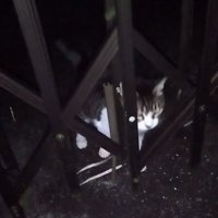 外に繋がれている猫