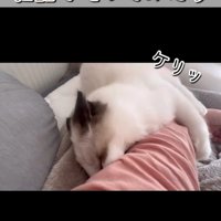猫キックする姿