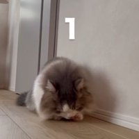 床に伏せて前足をなめるグレー白の猫