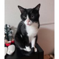 室内にいる猫