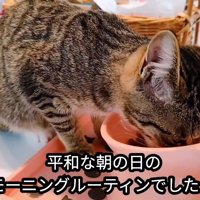 ごはんを食べる子猫