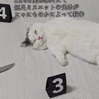 事件現場を模したスペースで眠る猫