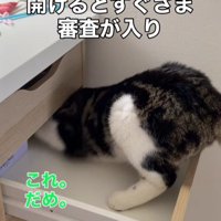 引き出しに入る猫