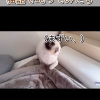 後ずさりする猫