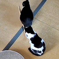 白黒猫が転がした木の棒が足に当たった兄猫