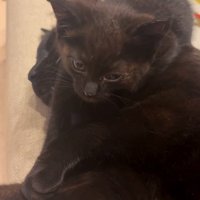 先住猫さんの上で顔を上げるちこちゃん