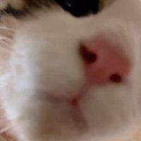 猫の顔