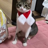 マフラーをした猫