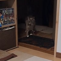 走ってくる猫