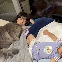 猫が布団をふみふみする様子